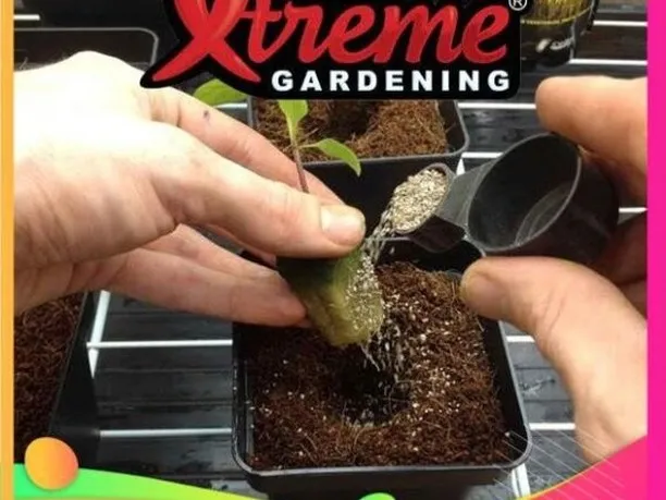 当店ゲキ推し商品でもあるXtremeGardening My...